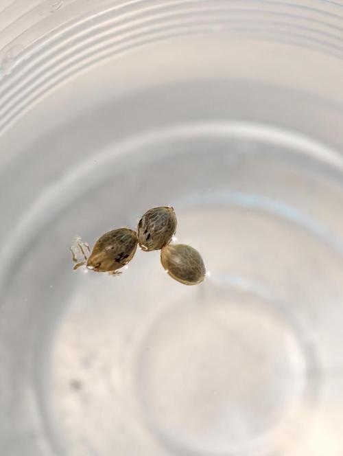 F1 Precision - SSSC Test Strain. Week 1