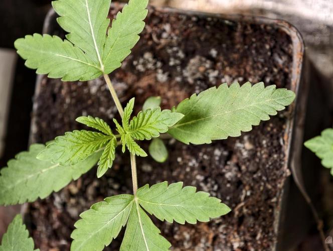 F1 Precision - SSSC Test Strain. Week 2