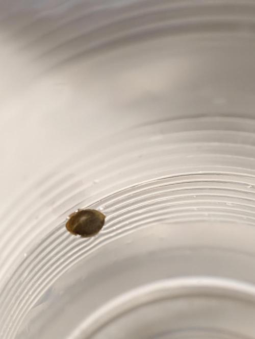 Triploid - SSSC Test Strain. Week 1