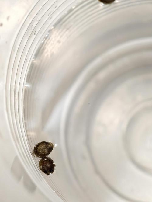 Triploid - SSSC Test Strain. Week 1
