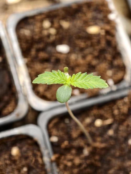 Triploid - SSSC Test Strain. Week 1