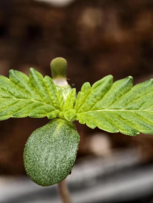 Triploid - SSSC Test Strain. Week 1