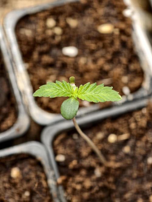 Triploid - SSSC Test Strain. Week 1