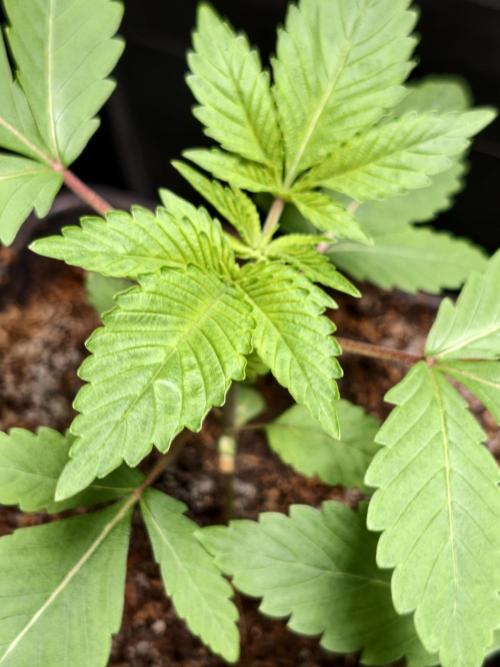 Triploid - SSSC Test Strain. Week 2