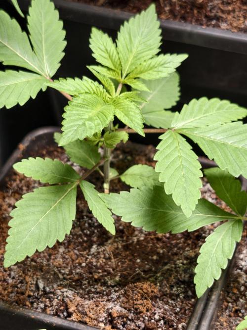 Triploid - SSSC Test Strain. Week 2