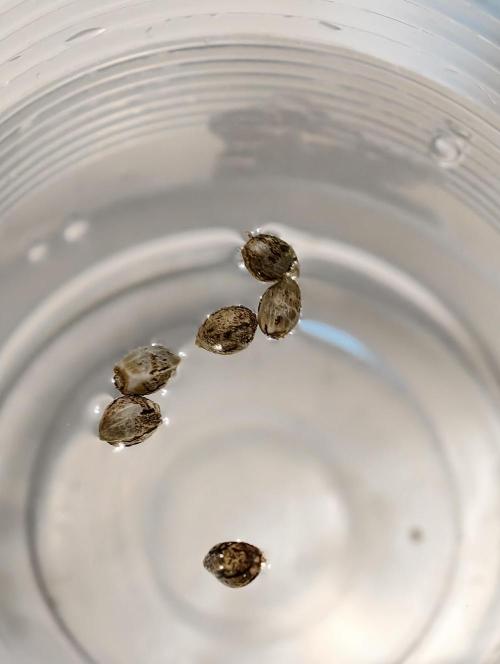 OG - SSSC Test Strain. Week 1