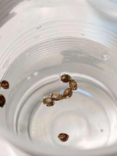 OG - SSSC Test Strain. Week 1