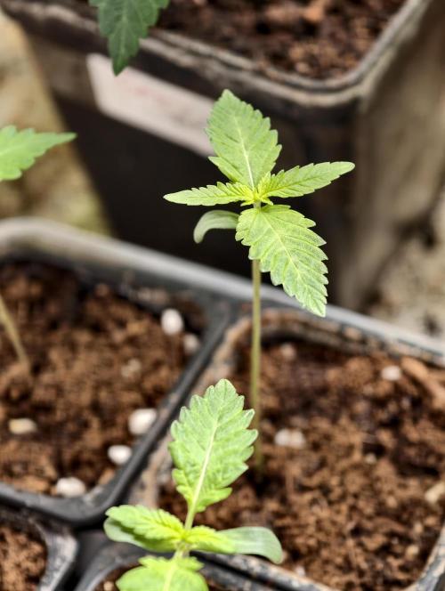 OG - SSSC Test Strain. Week 1