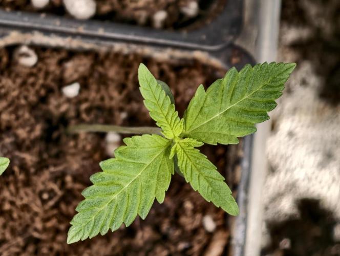 OG - SSSC Test Strain. Week 1