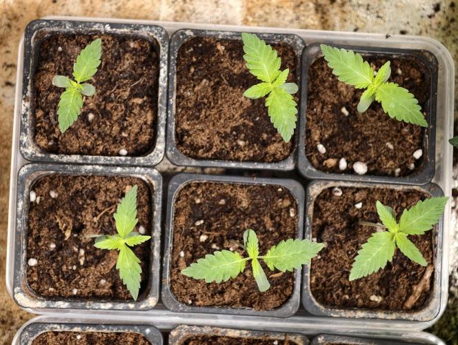 OG - SSSC Test Strain. Week 1