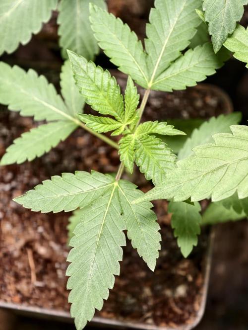 OG - SSSC Test Strain. Week 2