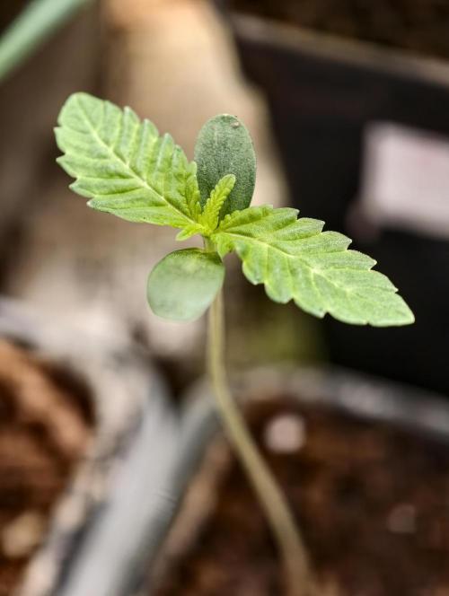 orange ooze. Week 1