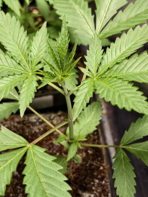 orange ooze. Week 2