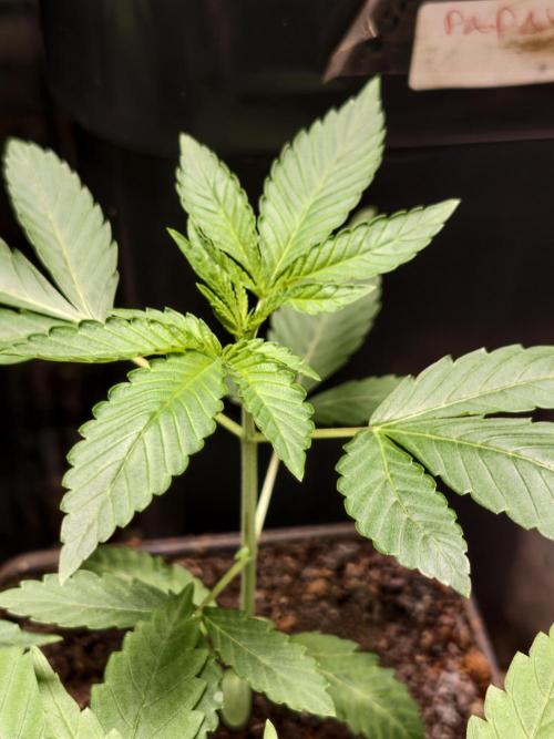 Banana Cream OG. Week 2