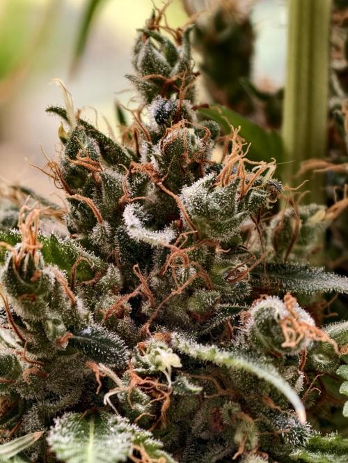 Orange Biscuit. Week 14