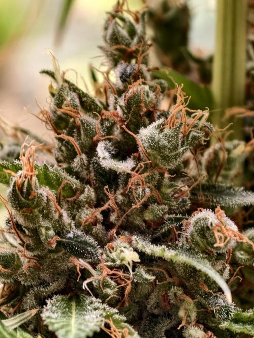 Orange Biscuit. Week 14