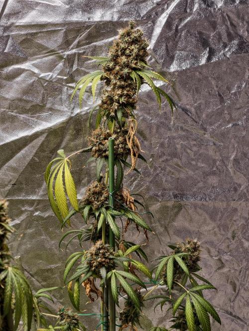 Orange Biscuit. Week 14