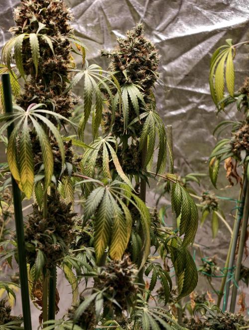 Orange Biscuit. Week 14