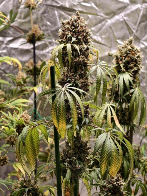 Orange Biscuit. Week 14