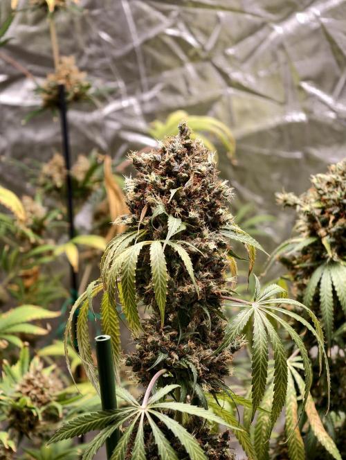 Orange Biscuit. Week 14