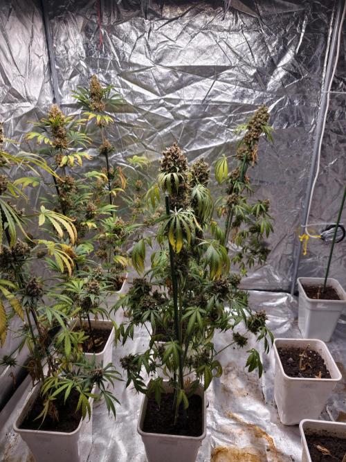 Orange Biscuit. Week 14