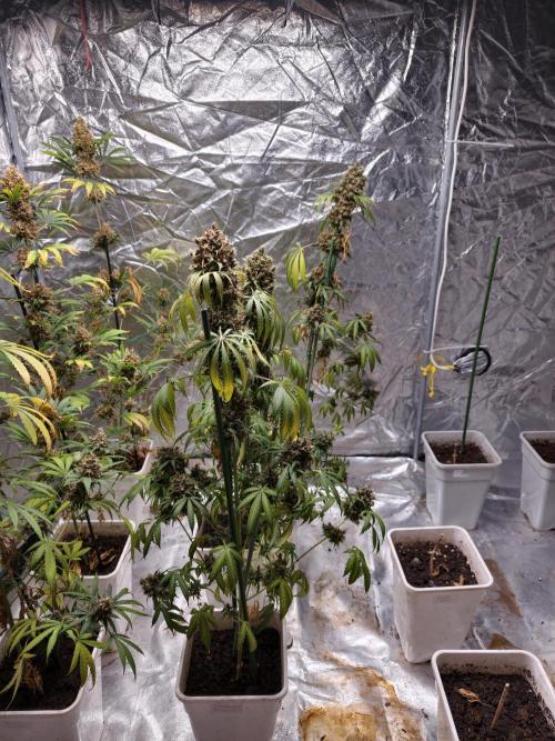 Orange Biscuit. Week 14