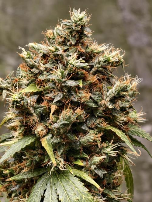 Orange Biscuit. Week 14
