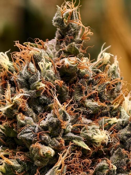 Orange Biscuit. Week 14