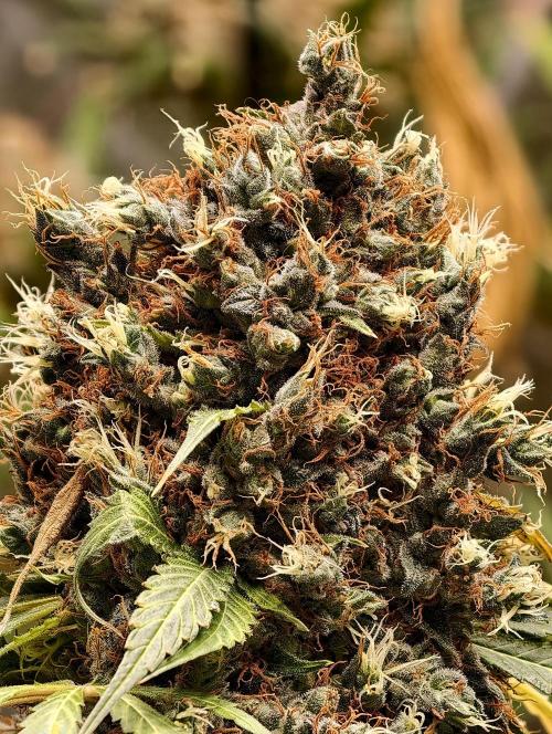 Orange Biscuit. Week 14