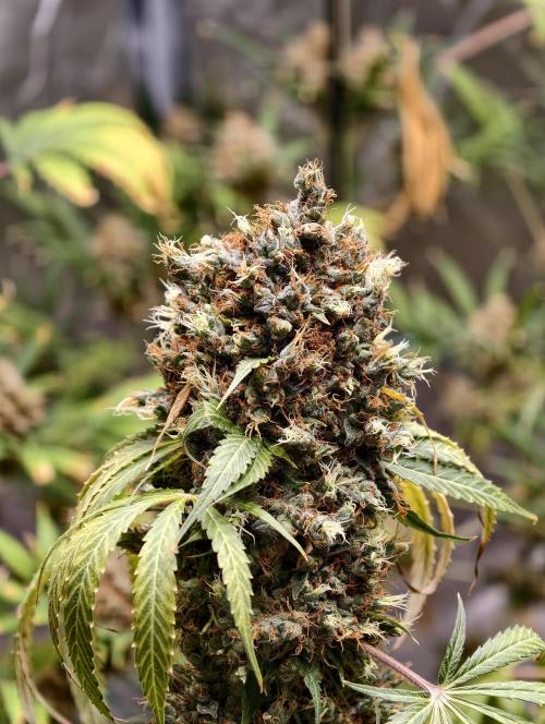 Orange Biscuit. Week 14
