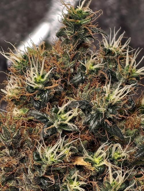 Orange Biscuit. Week 14