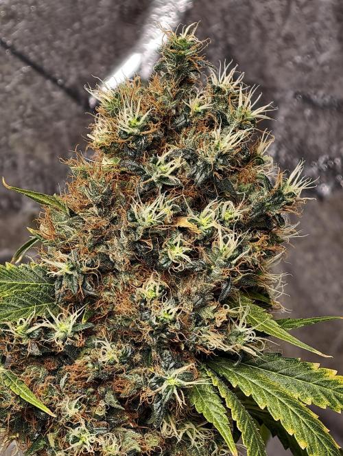 Orange Biscuit. Week 14