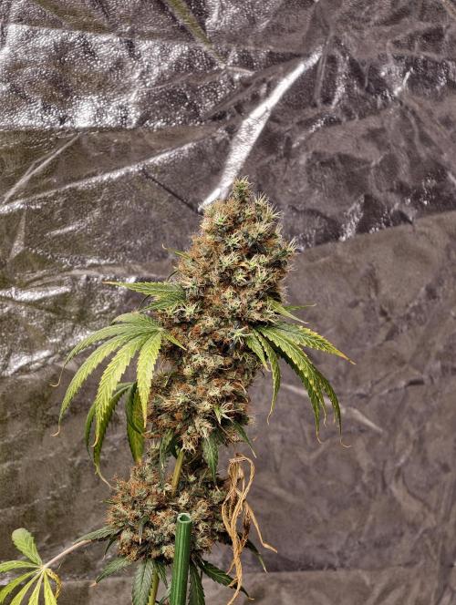 Orange Biscuit. Week 14