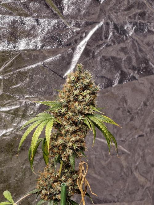 Orange Biscuit. Week 14