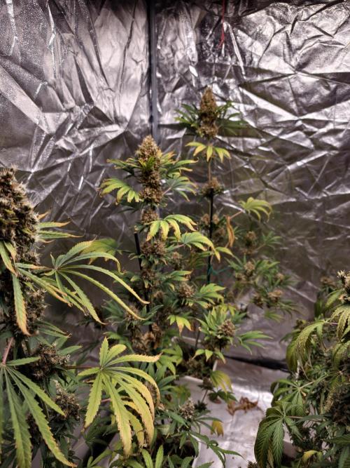 Poison cookies. Week 14