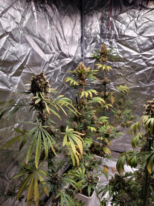 Poison cookies. Week 14
