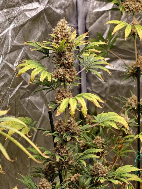 Poison cookies. Week 14