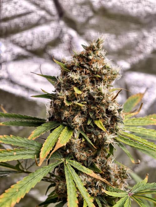 Poison cookies. Week 14