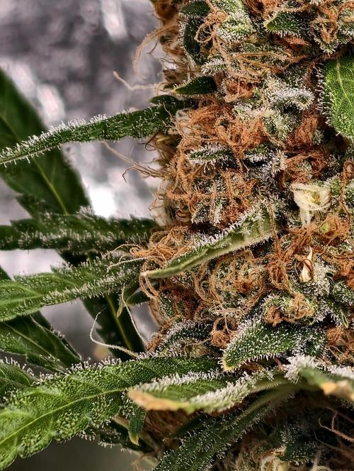 Poison cookies. Week 14
