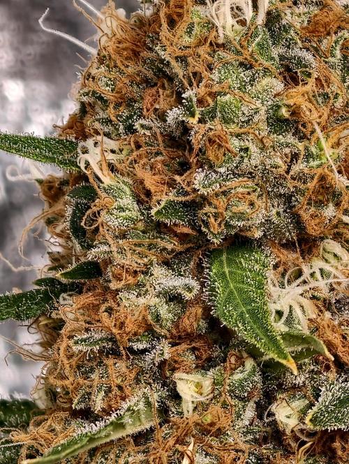 Poison cookies. Week 14