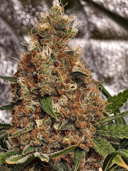 Poison cookies. Week 14