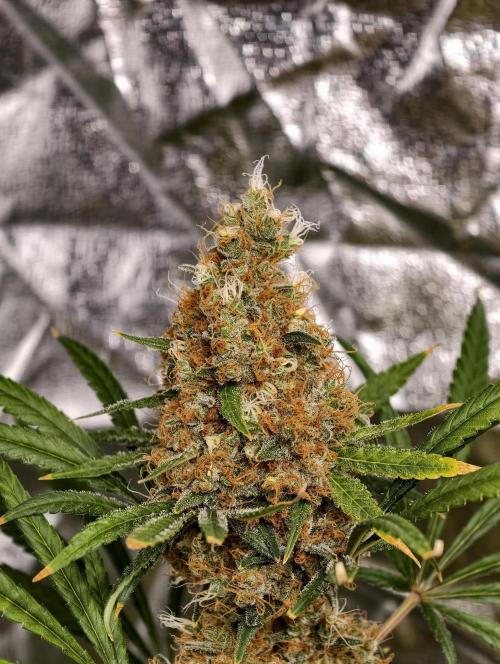 Poison cookies. Week 14