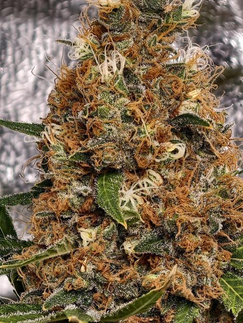 Poison cookies. Week 14