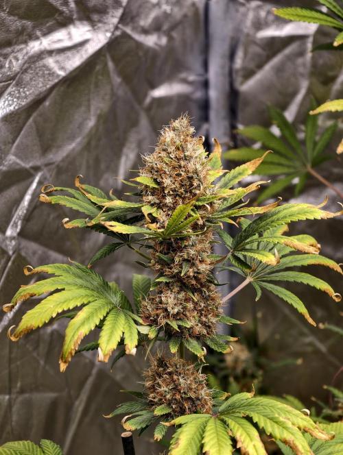 Poison cookies. Week 14