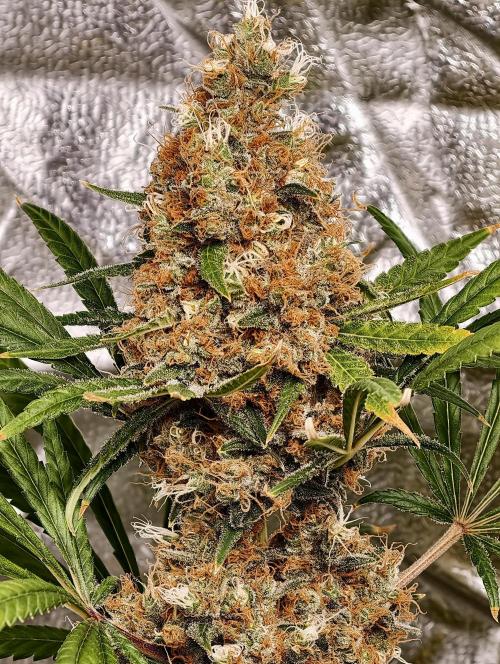 Poison cookies. Week 14