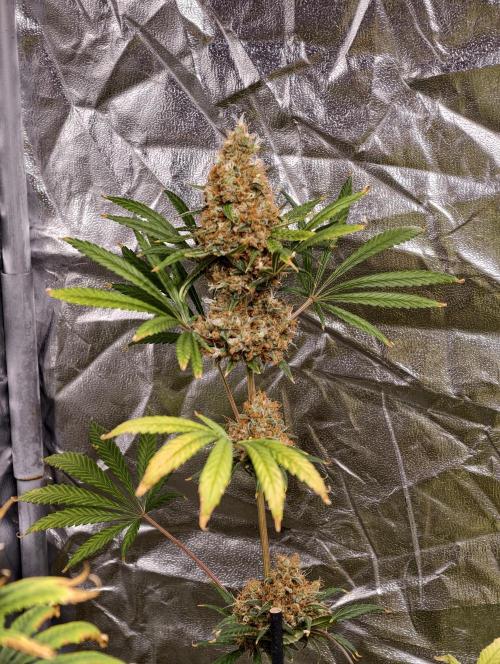 Poison cookies. Week 14