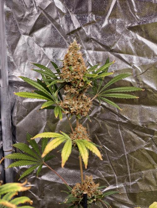 Poison cookies. Week 14