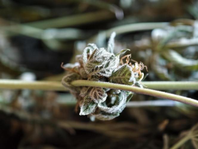F002 Dutch Passion test strain. Week 14