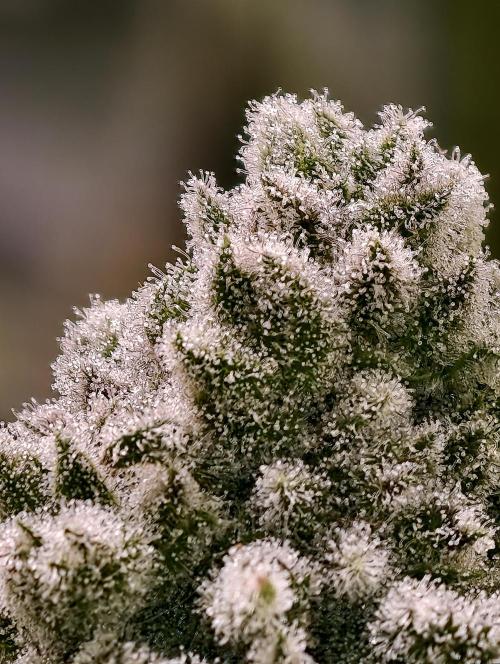 Biotabs Growers Interview. Week 11