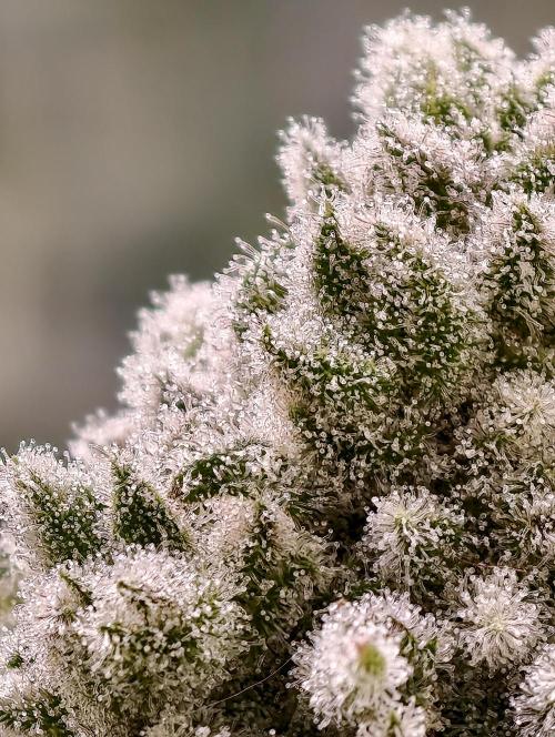 Biotabs Growers Interview. Week 11